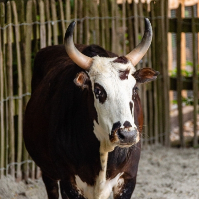 Zeboe - De Zonnegloed - Dierenpark - Dieren opvangcentrum - Sanctuary